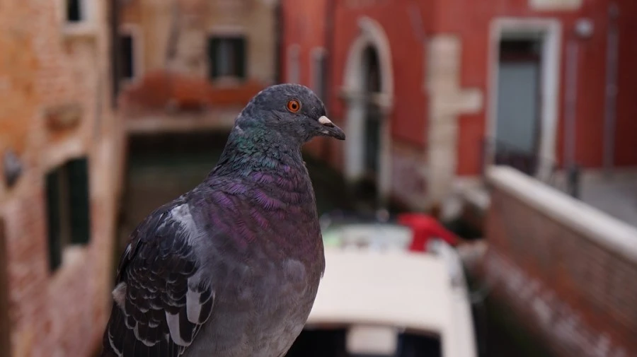 DSC06674.jpg?type=w1