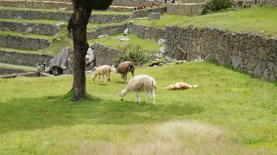 DSC01516.jpg?type=w1