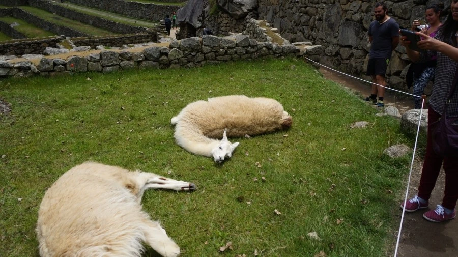 DSC01531.jpg?type=w1