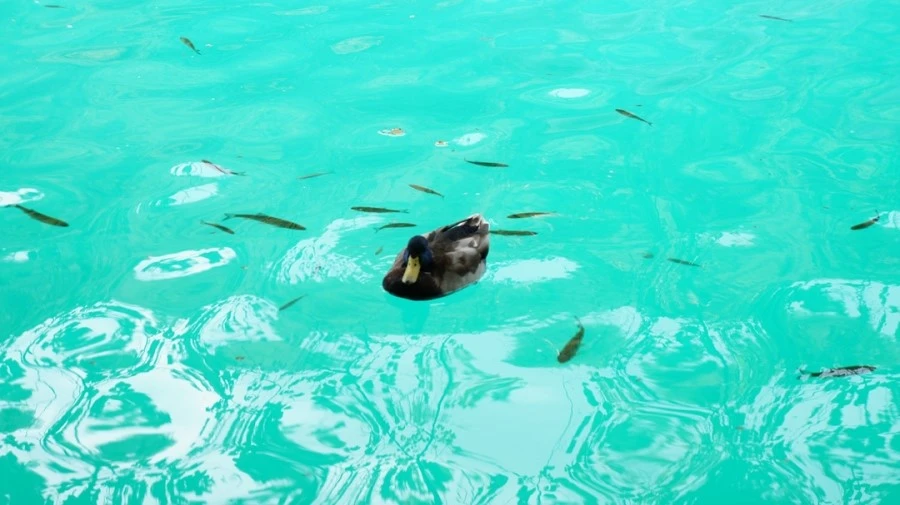 DSC05715.jpg?type=w1