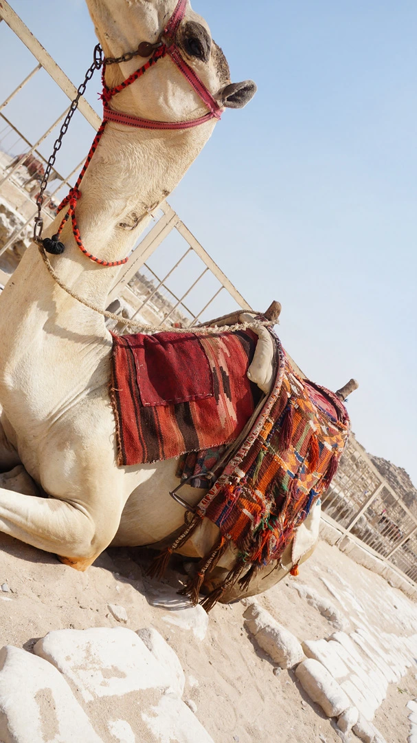 DSC04569.jpg?type=w1