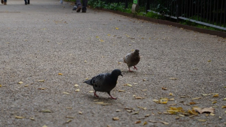 DSC09420.jpg?type=w1