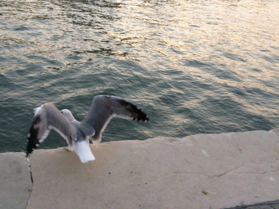 IMG_4390.jpg?type=w1