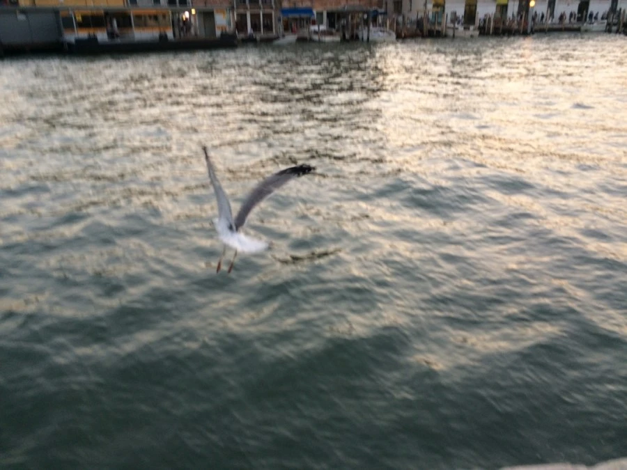 IMG_4401.jpg?type=w1