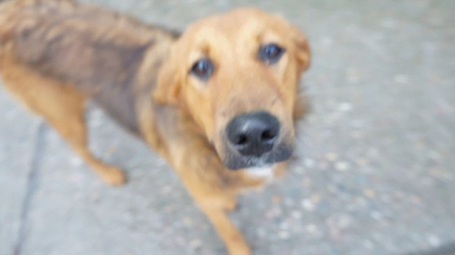 DSC02572.jpg?type=w1