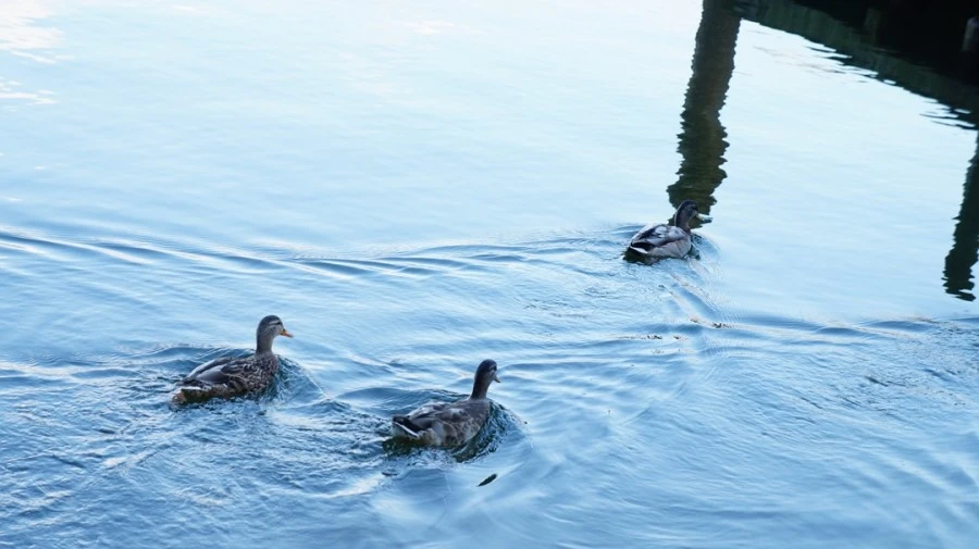 DSC05206.jpg?type=w1