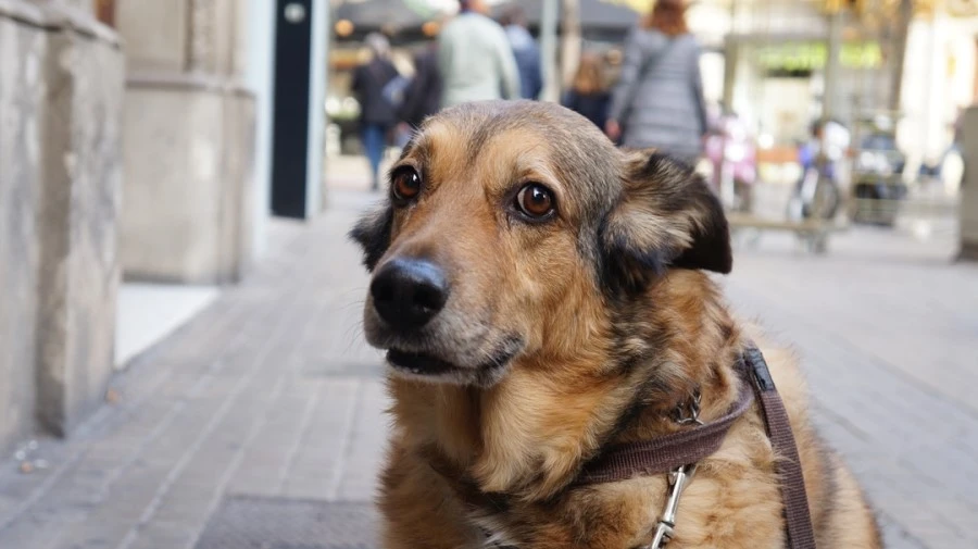 DSC09349.jpg?type=w1