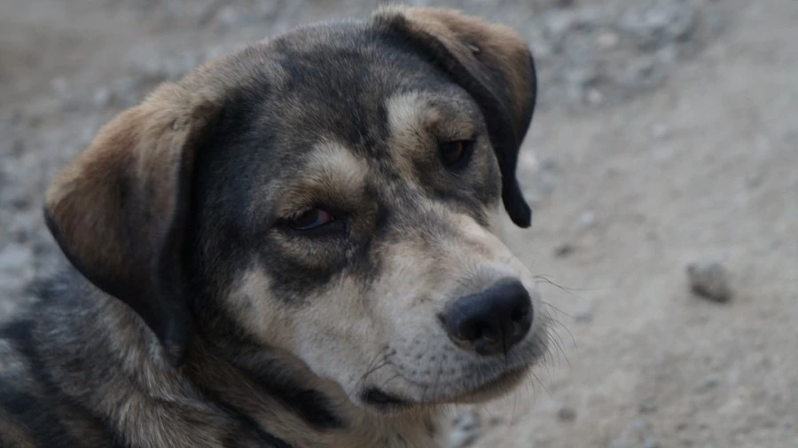 DSC01827.jpg?type=w1