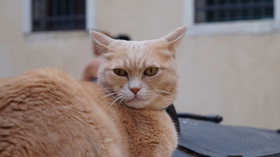 DSC06769.jpg?type=w1