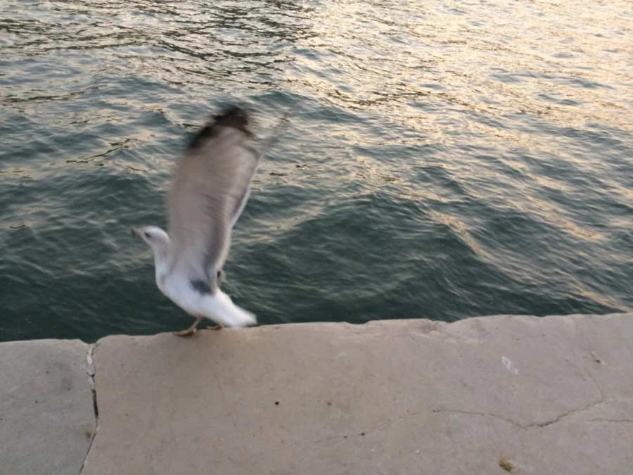 IMG_4396.jpg?type=w1