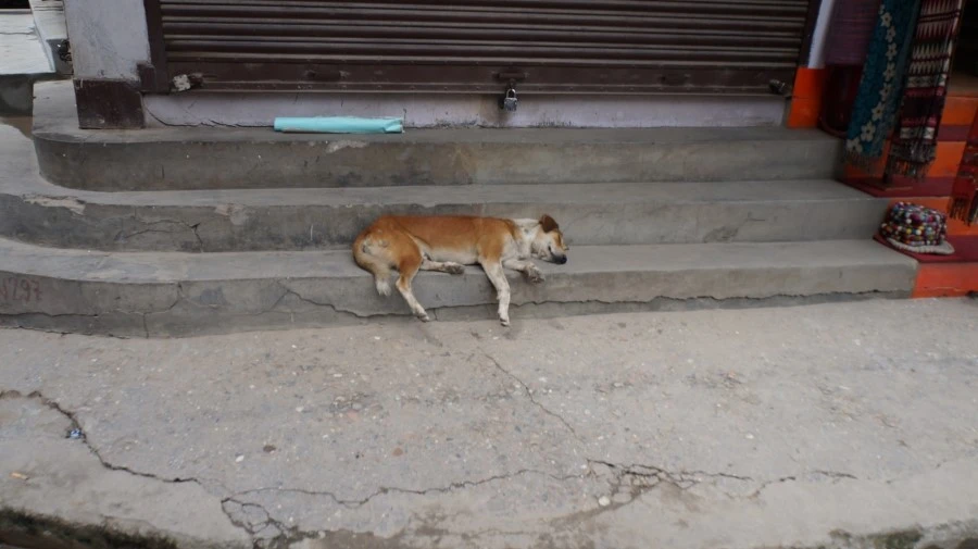 DSC00696-4.JPG?type=w1