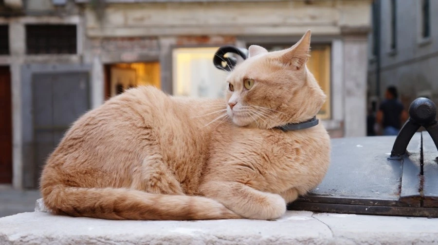 DSC06768.jpg?type=w1