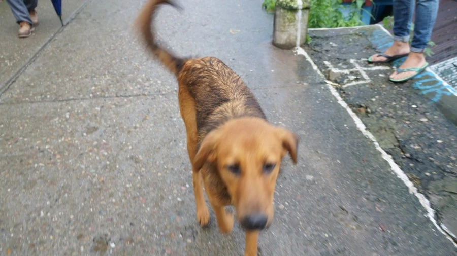 DSC02577.jpg?type=w1