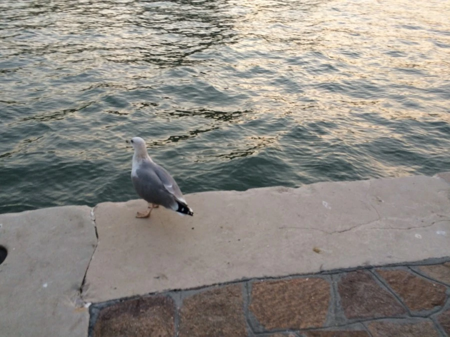 IMG_4382.jpg?type=w1