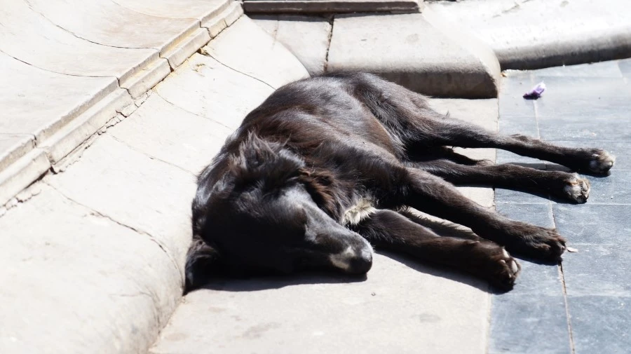 DSC00631.jpg?type=w1