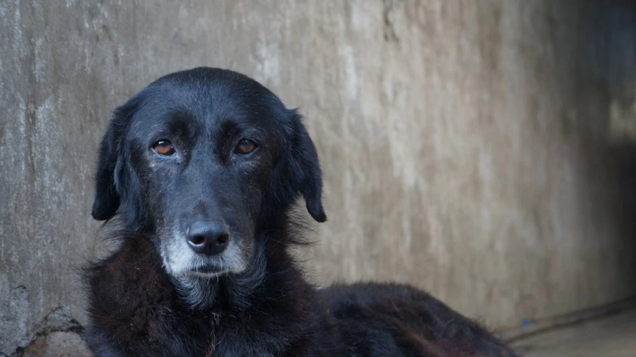 DSC02516.jpg?type=w1