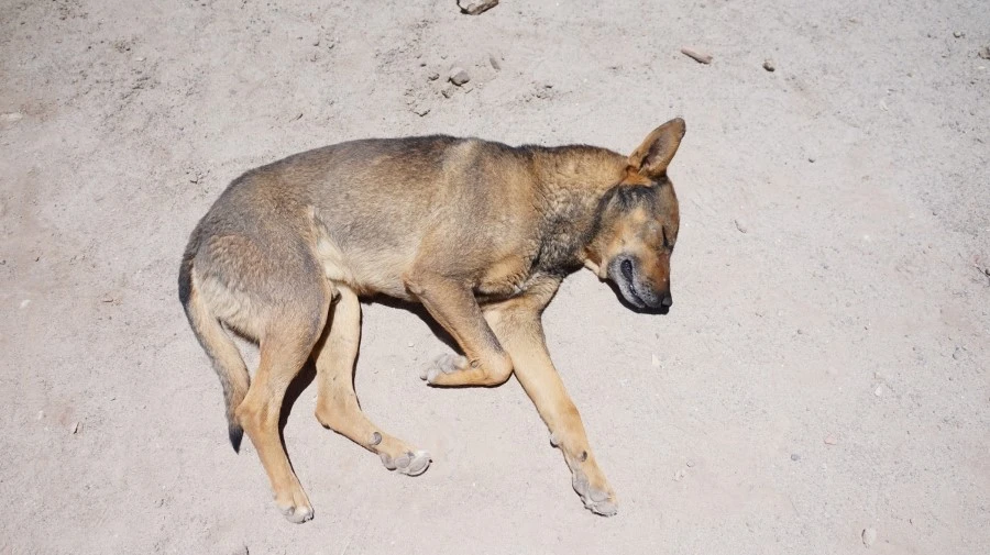 DSC01027%E3%85%A1.jpg?type=w1