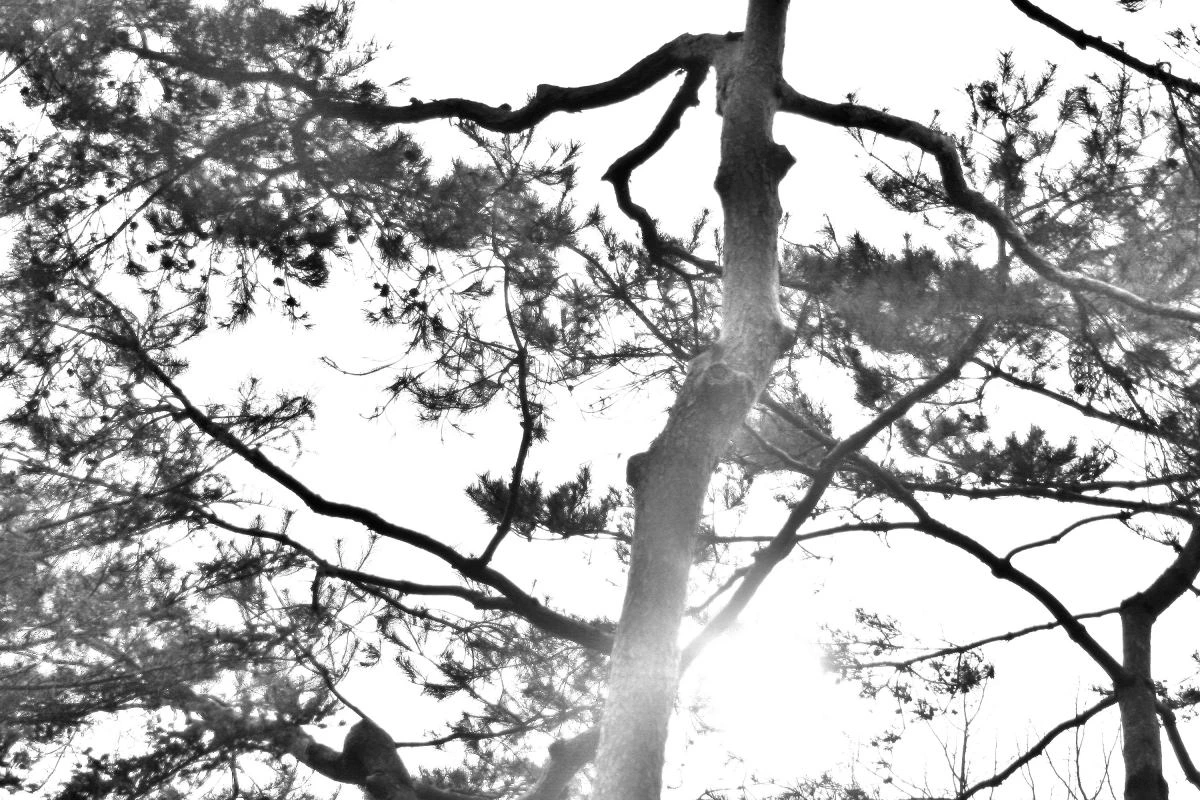 Birds House_Flower_DSC_7763_01_90.JPG