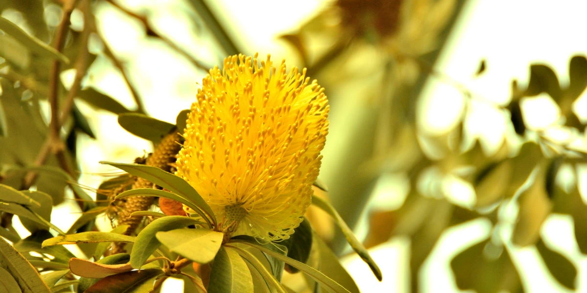 Birds House_Flower_DSC_7347_01_01_44.JPG