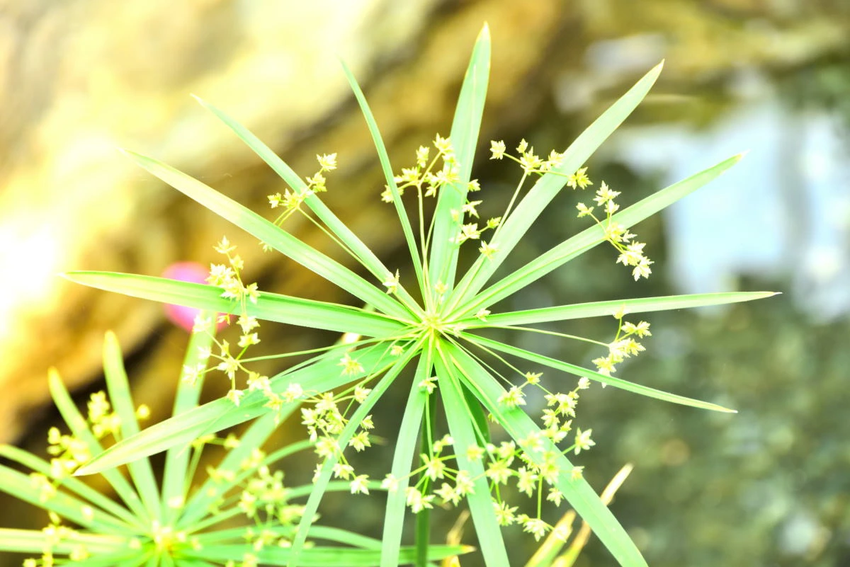 Birds House_Flower_DSC_0718_01_19.JPG