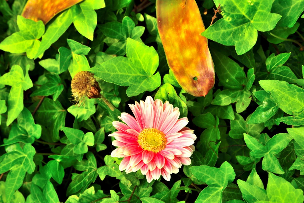 Birds House_Flower_DSC_0678_01_08.JPG