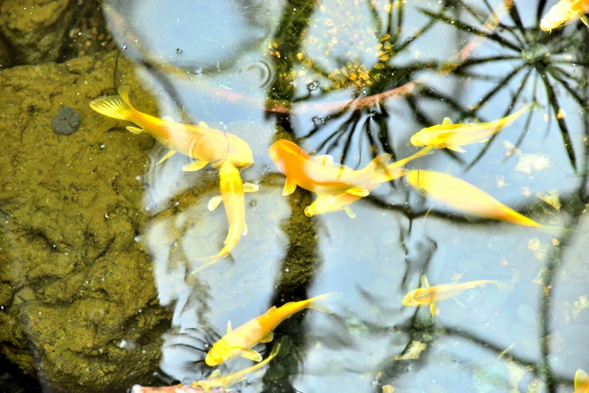 Birds House_A scene in a pond_DSC_0709_01_02.JPG