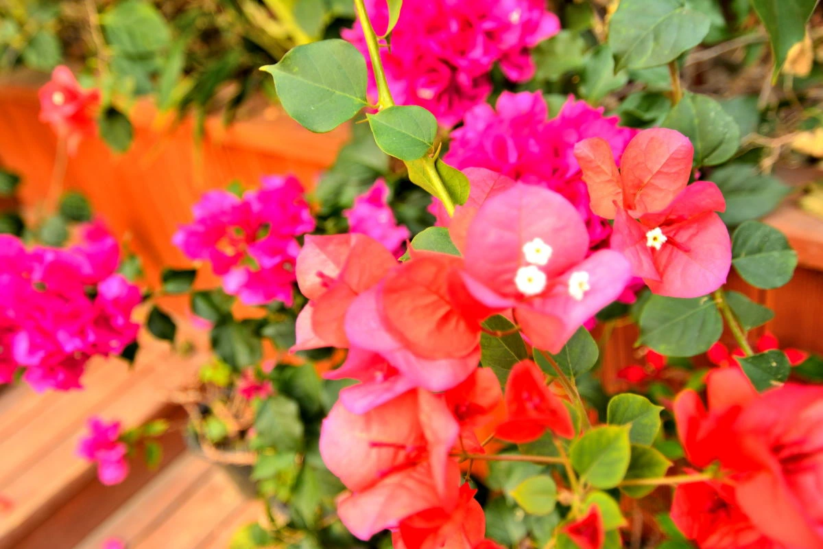 Birds House_Flower_DSC_7611_01_65.JPG