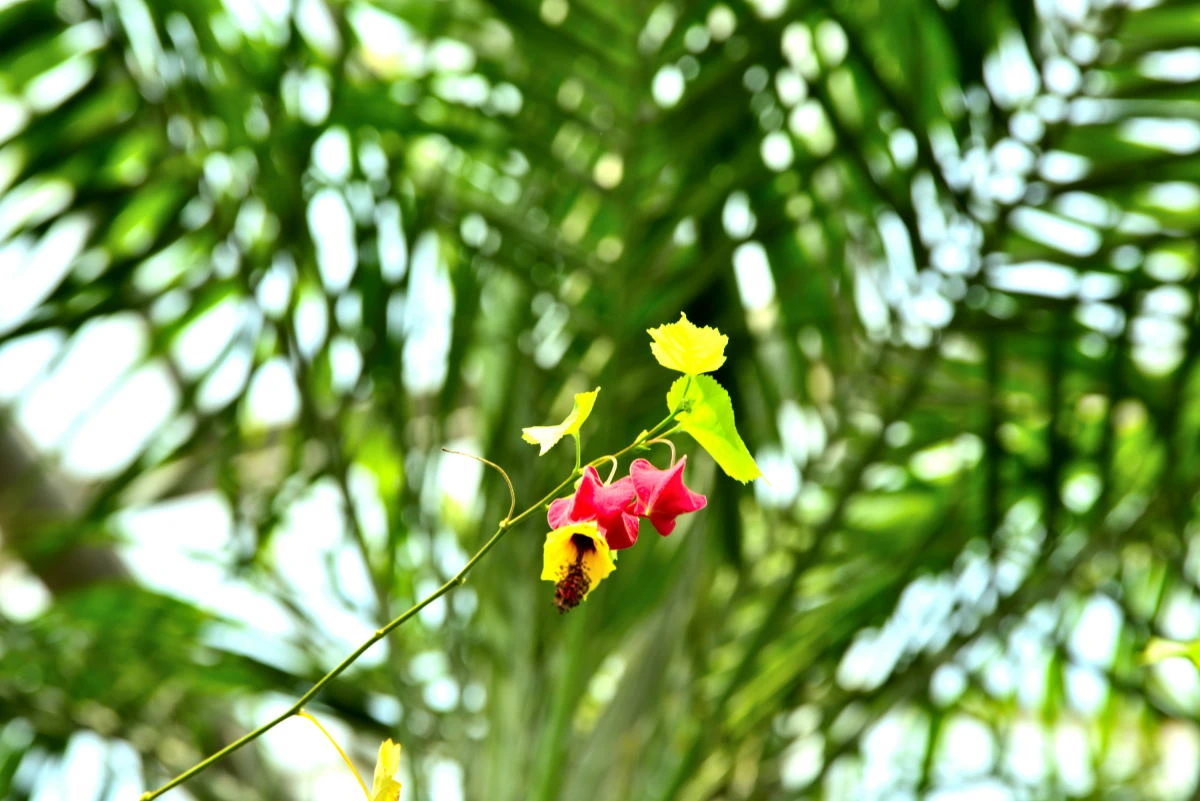 Birds House_Flower_DSC_0686_01_11.JPG