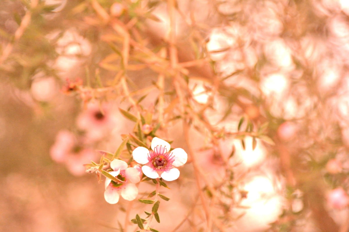 Birds House_Flower_DSC_7350_01_01_46.JPG