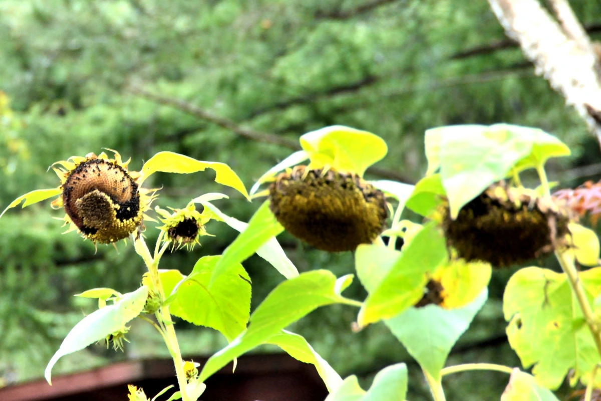 Birds House_Spring_DSC_1379_01_01_28.JPG