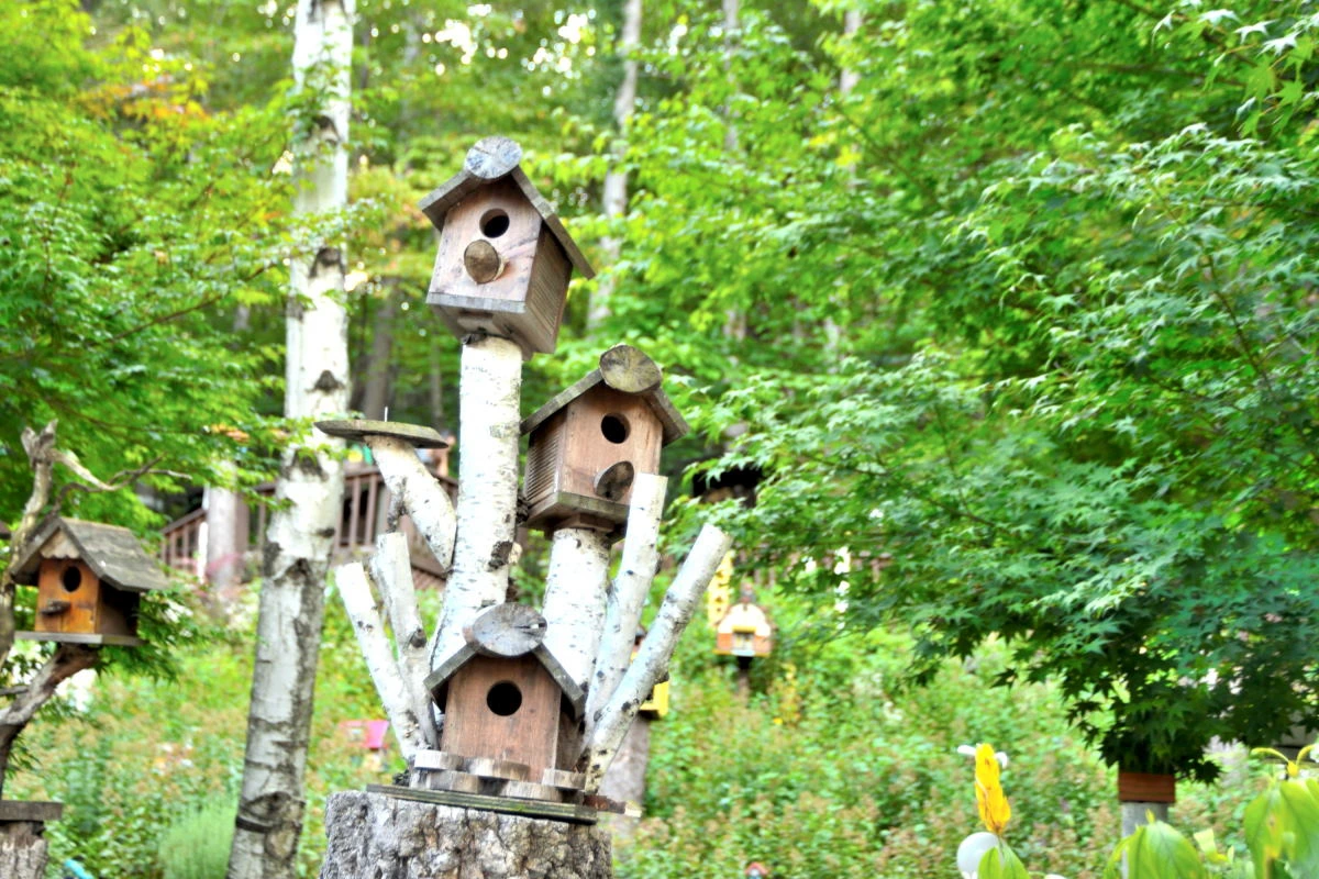 Birds House_Birds house_DSC_1387_01_07.JPG