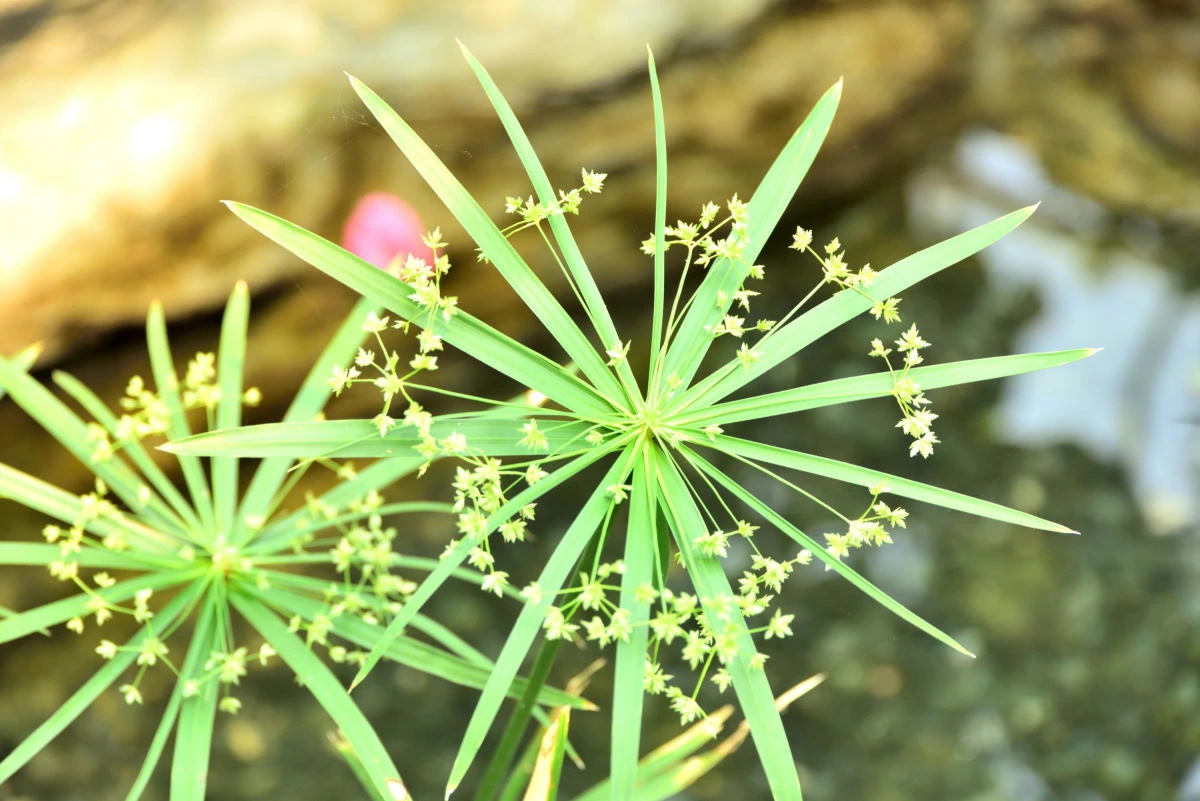 Birds House_Flower_DSC_0719_01_20.JPG