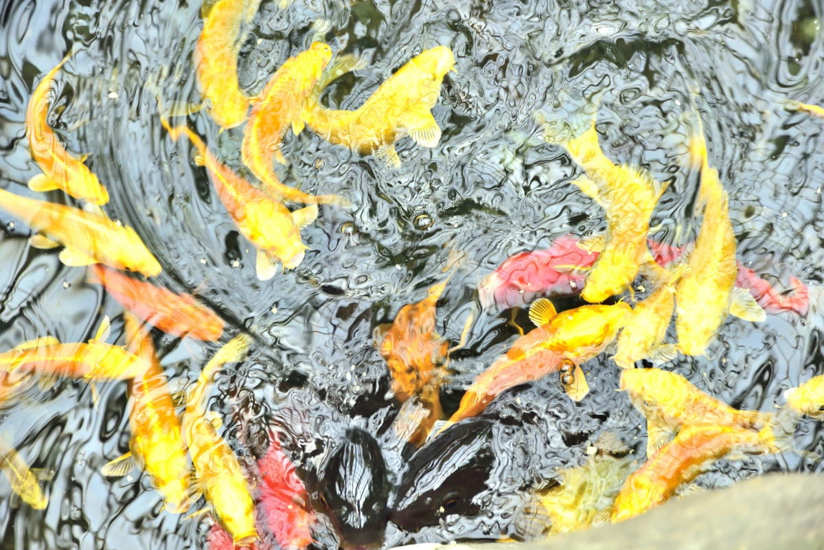 Birds House_A scene in a pond_DSC_0722_04.JPG