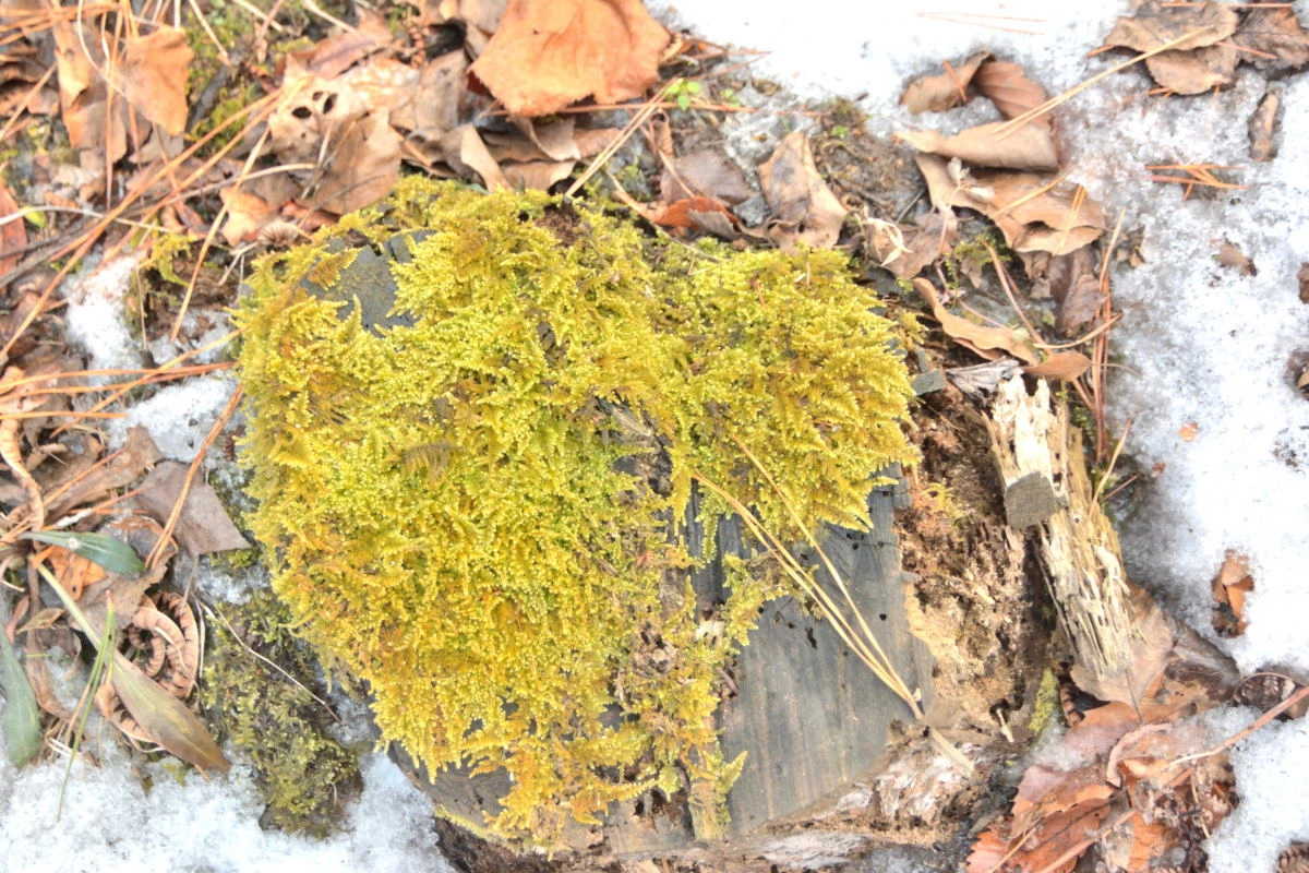 Birds House_Flower_DSC_7690_01_83.JPG