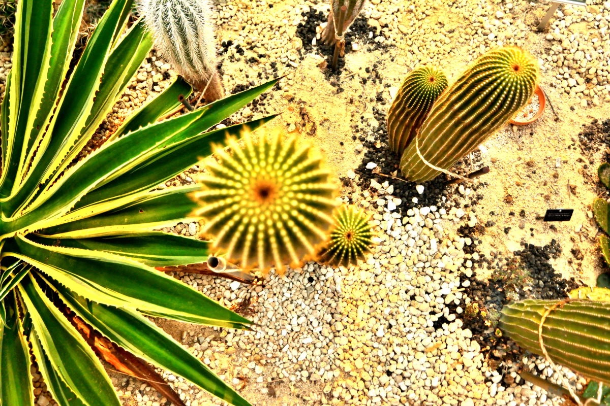 Birds House_Flower_DSC_7592_01_64.JPG