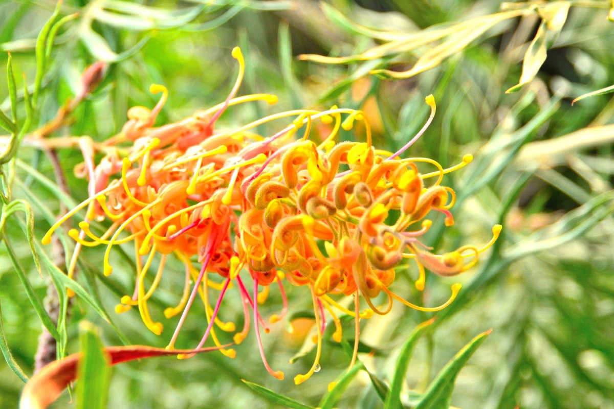 Birds House_Flower_DSC_7375_01_01_50.JPG