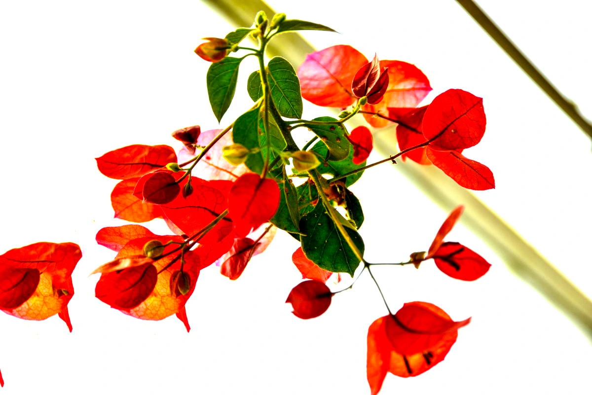 Birds House_Spring and A Flower_DSC_0692_25.JPG