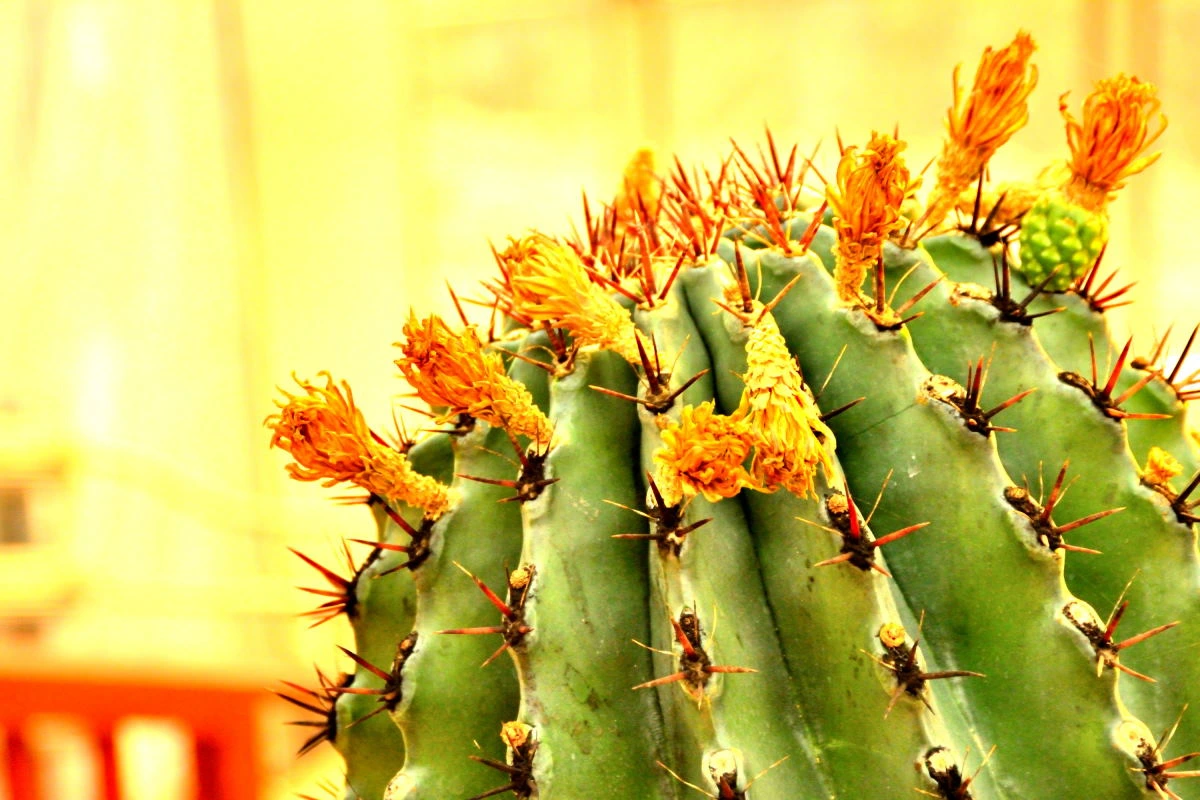 Birds House_Flower_DSC_7586_01_62.JPG