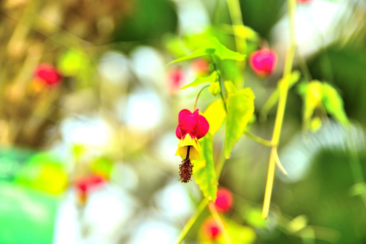Birds House_Flower_DSC_0688_01_13.JPG