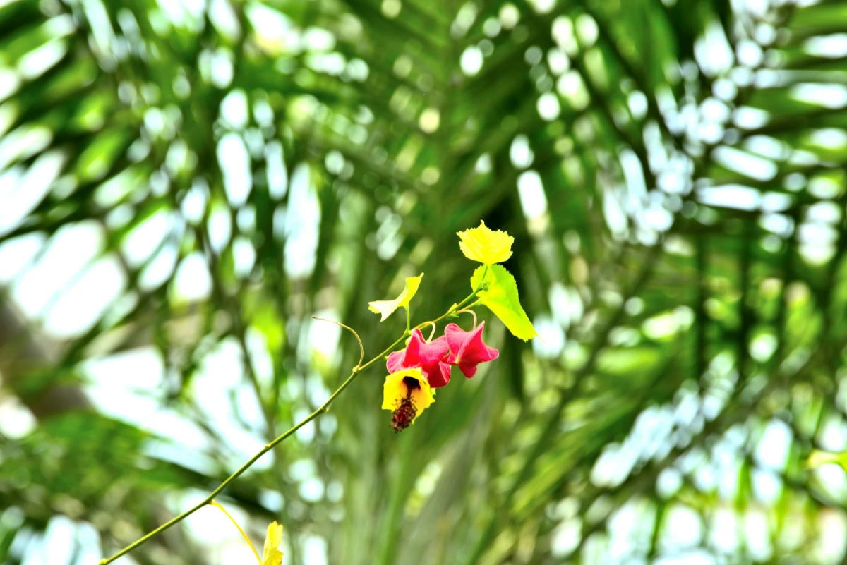 Birds House_Flower_DSC_0686_01_01_12.JPG