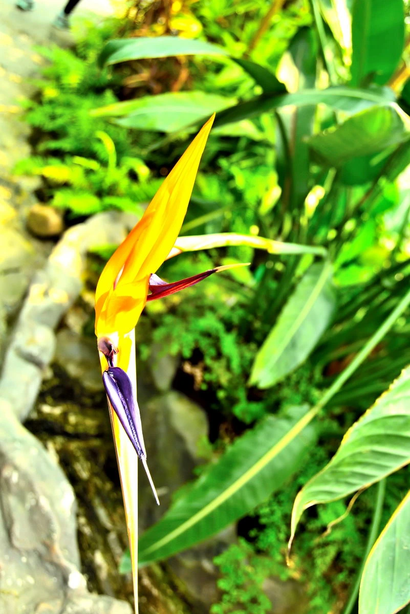 Birds House_Flower_DSC_0706_01_18.JPG