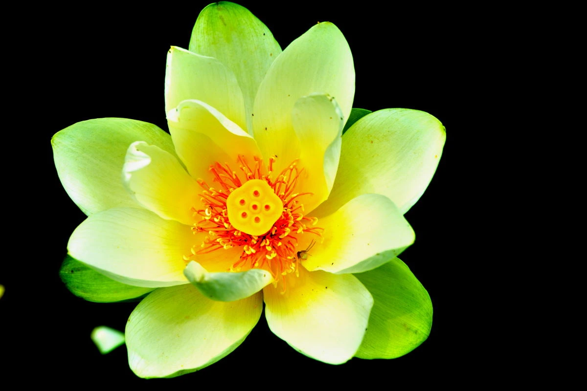 Birds House_Flower_DSC_6592_01_39.JPG