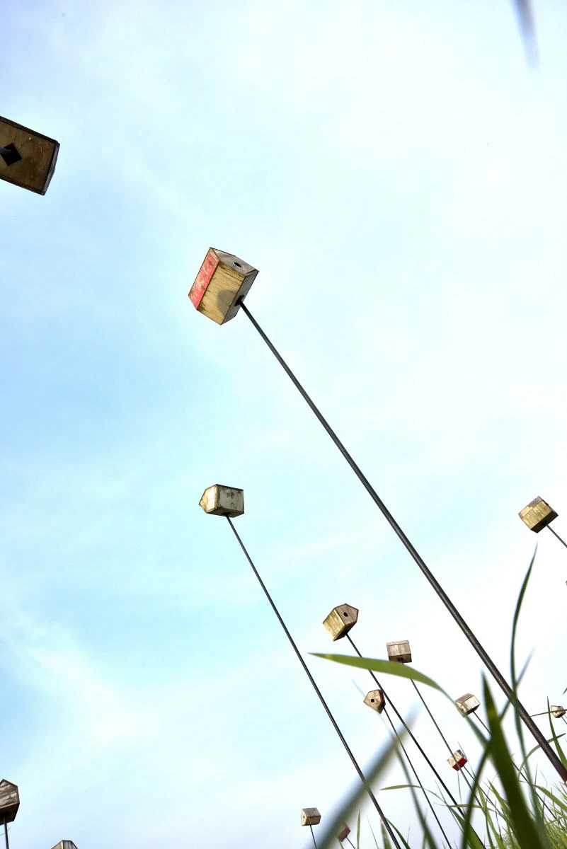 Birds House_Birds House_DSC_8394_01_09.JPG