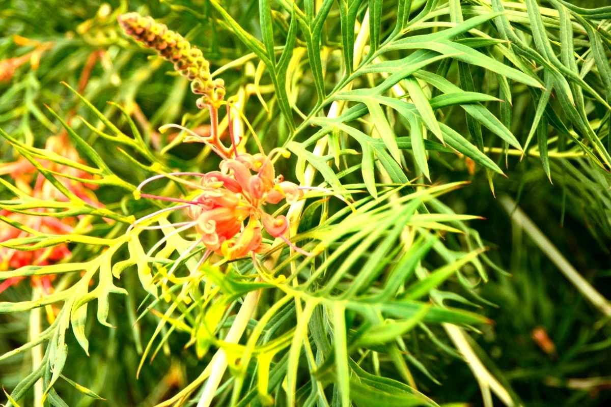 Birds House_Flower_DSC_7379_01_02_53.JPG