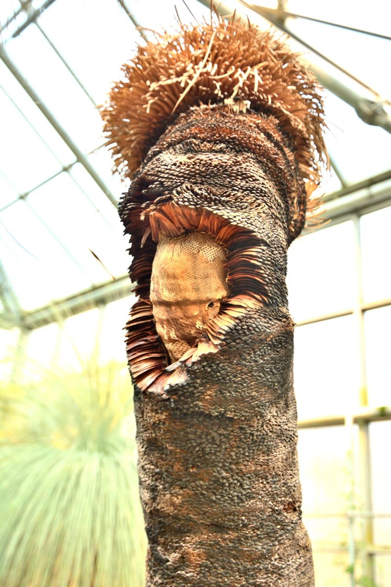 Birds House_Flower_DSC_7532_01_21.JPG