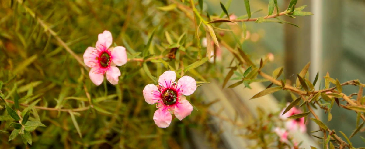 Birds House_Flower_DSC_7336_01_01_01_43.JPG