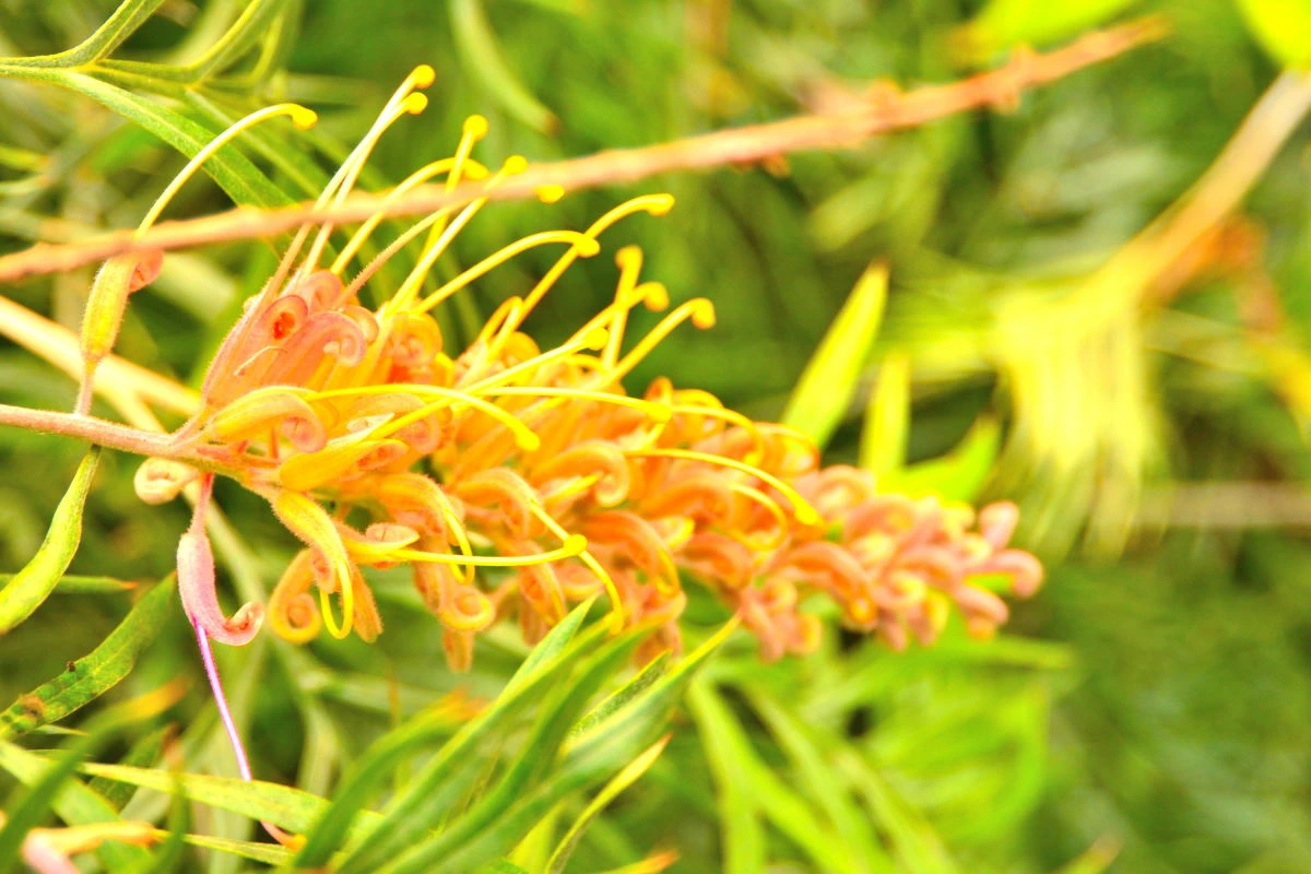 Birds House_Flower_DSC_7385_01_01_55.JPG