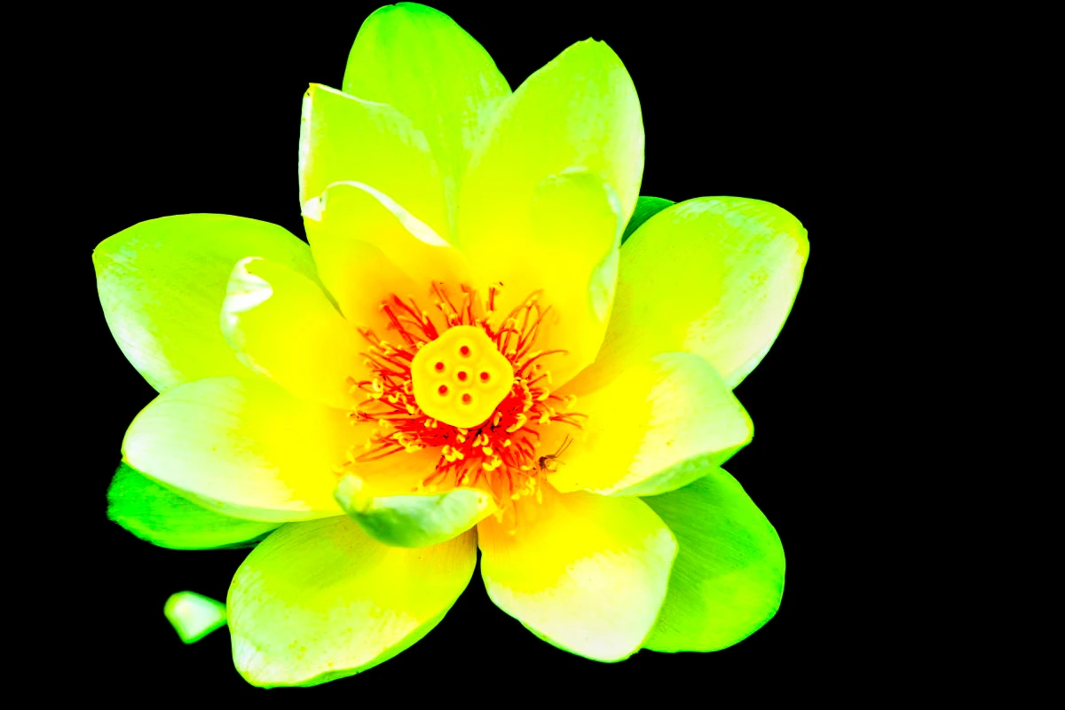 Birds House_Lotus flower in full bloom_DSC_6592_93.JPG