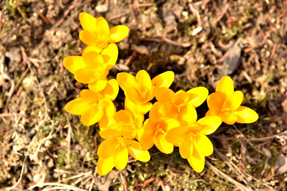 Birds House_Flower_DSC_0634_01_07.JPG