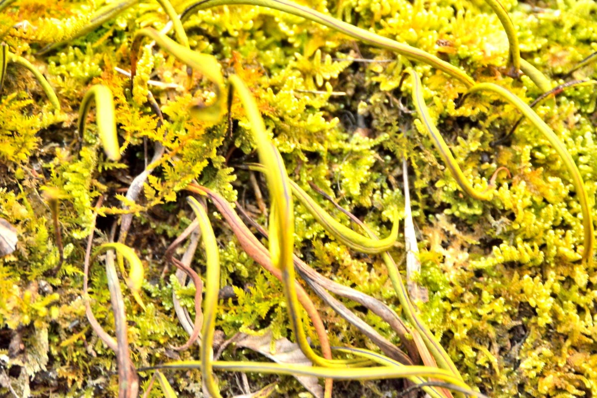 Birds House_Flower_DSC_7704_01_84.JPG